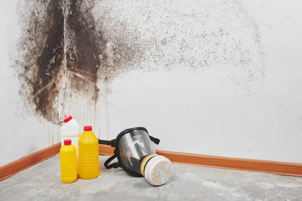 Best DIY Mold Remediation Support Services in Peabody, KS