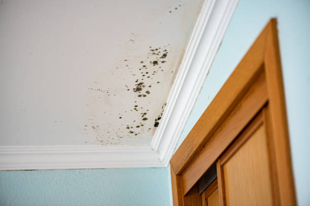 Best Residential Mold Remediation in Peabody, KS
