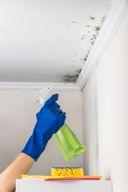 Best Mold Remediation for Schools in Peabody, KS